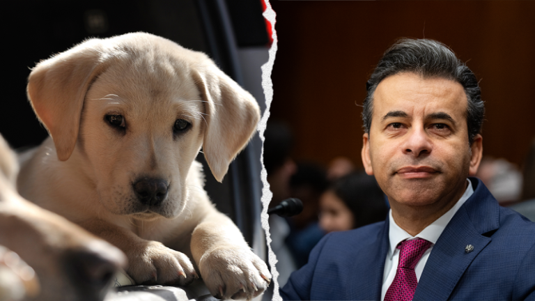 PETA, animal rights groups praise Trump admin for phasing out ‘cruel tests on dogs’ and other animals